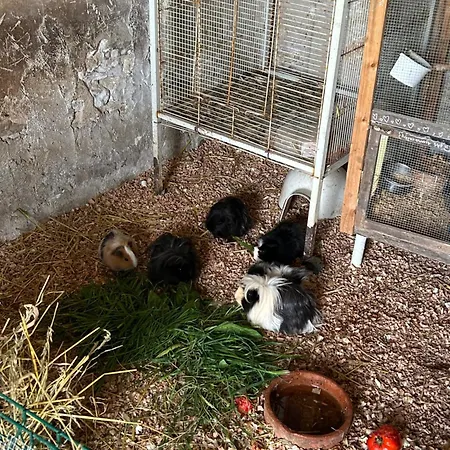 Holiday home La Maison Du Bonheur Marans (Charente-Maritime)