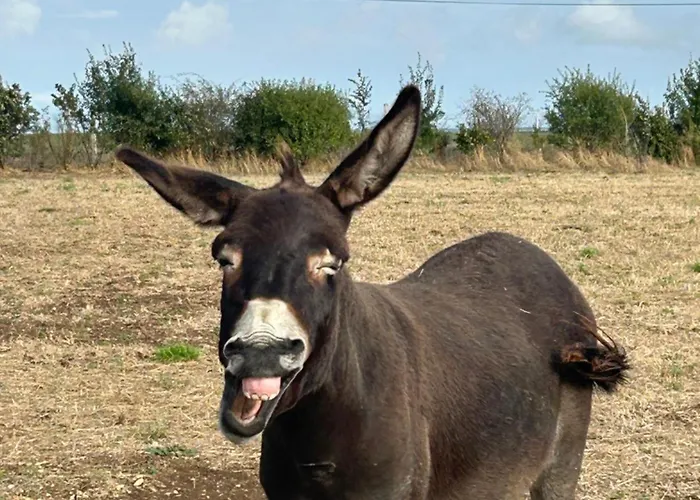 Hébergement de vacances La Maison Du Bonheur Marans (Charente-Maritime)